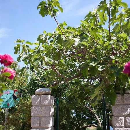 Gallo Nero SantʼAndrea