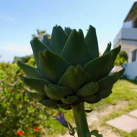 Gallo Nero Hotell SantʼAndrea