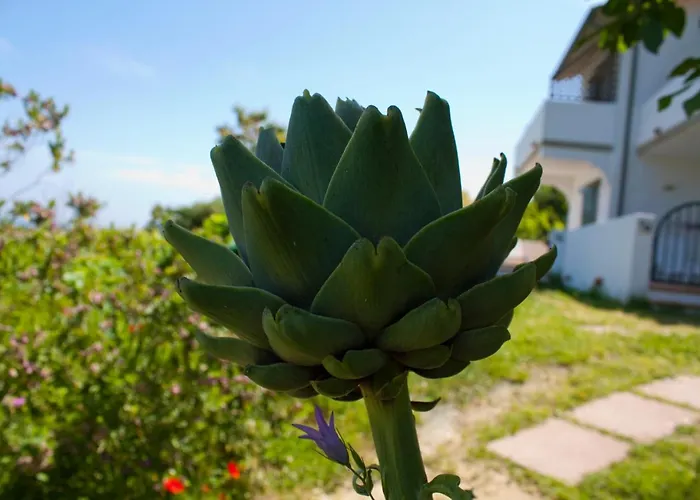 Gallo Nero Hotel SantʼAndrea